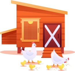 avicola-la-vida-ilustracion-hogar-de-las-gallinas-01